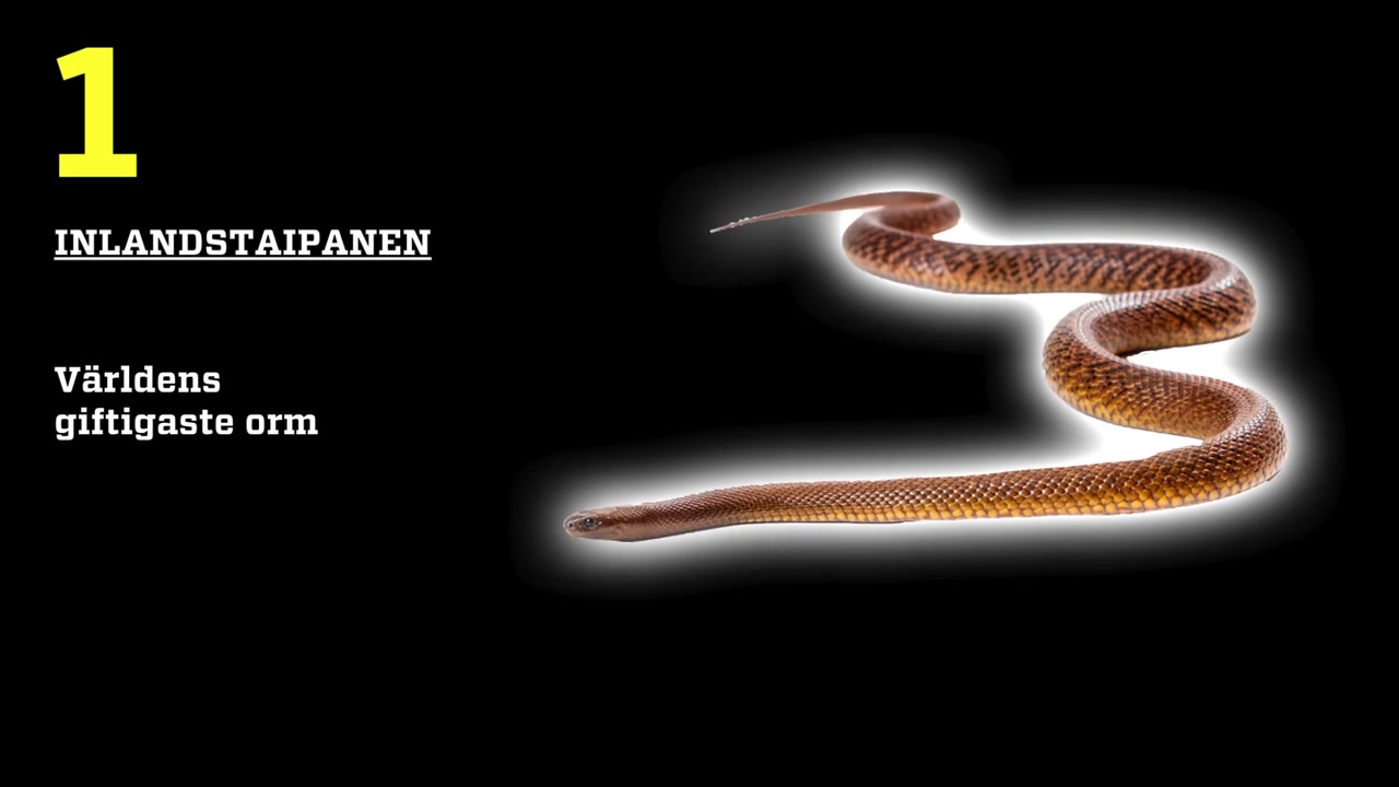 Birinchi marta eshakda sinab korish, qichqiriqlar, koz yoshlari